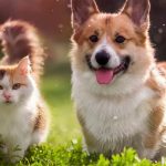 При каких симптомах у животных может применяться АСД-2 фракция