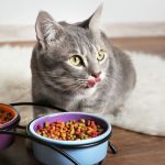 Почему важно купить хороший корм для котов